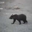 Orso si avvicina, uomo resta immobile2