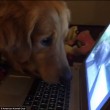 Golden retriever ipnotizzato dal VIDEO dello scoiattolo 5