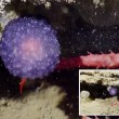 Il blob viola degli abissi, nuova specie sconosciuta7