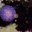 Il blob viola degli abissi, nuova specie sconosciuta6