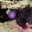 Il blob viola degli abissi, nuova specie sconosciuta5