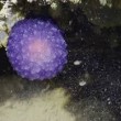 Il blob viola degli abissi, nuova specie sconosciuta4
