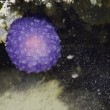 Il blob viola degli abissi, nuova specie sconosciuta3