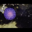Il blob viola degli abissi, nuova specie sconosciuta2