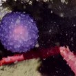Il blob viola degli abissi, nuova specie sconosciuta