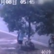 Ladro di biciclette sega l'albero per rubarne una