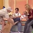 Messico, leone cerca di aggredire bambina in diretta