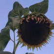 Mistero del giardino che crea girasoli di 4 m e zucche di 40 kg FOTO3