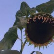Mistero del giardino che crea girasoli di 4 m e zucche di 40 kg FOTO6