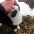 YOUTUBE Sciatore si perde in montagna. Gatto lo riporta al villaggio 2