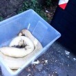 Roma, pitone morto abbandonato in mezzo alla strada FOTO