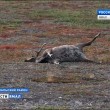 Siberia, infezione da antrace: muore bimbo di 12 anni, 90 ricoverati 3