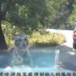 YOUTUBE Tigre "mangia" paraurti...ancora a zoo Pechino5