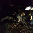 Mirandola (Modena), tromba d'aria nella notte: alberi sradicati FOTO 2