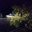 Mirandola (Modena), tromba d'aria nella notte: alberi sradicati FOTO 3