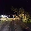 Mirandola (Modena), tromba d'aria nella notte: alberi sradicati FOTO 8