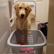 YOUTUBE Harlow, il golden retriever che sa fare il bucato 2