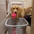 YOUTUBE Harlow, il golden retriever che sa fare il bucato 4
