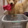 YOUTUBE Harlow, il golden retriever che sa fare il bucato 5