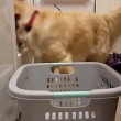 YOUTUBE Harlow, il golden retriever che sa fare il bucato 6