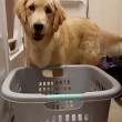 YOUTUBE Harlow, il golden retriever che sa fare il bucato 7