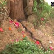 India, si fa mordere sulla lingua da un cobra per sballarsi 6