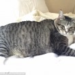 Logan, il gatto super obeso star del web