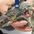 Olanda, 259 animali esotici nei bagagli a mano