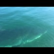 Squalo circonda gommone 2