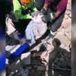 Terremoto: gatto Pietro vivo dopo 16 giorni sotto le macerie7