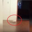 VIDEO YOUTUBE Filma una strana presenza in casa: "E' il fantasma del mio cane"