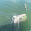 Delfini parlano davvero? Ecco la registrazione di questa coppia VIDEO 2