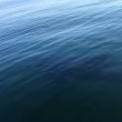 VIDEO YOUTUBE Squalo circonda la barca. Paura a bordo: "Ci mangerà" 2