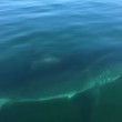 VIDEO YOUTUBE Squalo circonda la barca. Paura a bordo: "Ci mangerà" 3