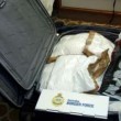 Australia, turiste nei guai: arrestate con 35kg di cocaina al porto di Sydney