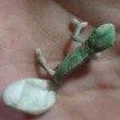 Camaleonte esce da uovo e cambia colore per la prima volta4