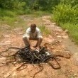 India, libera 285 serpenti nella foresta: "Sono nostri amici"2