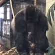 Londra, gorilla spacca vetro zoo e scappa catturato dopo un'ora e mezza5