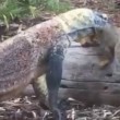 Scoiattolo cade nel recinto, drago di komodo lo attacca