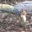 Scoiattolo cade nel recinto, drago di komodo lo attacca2
