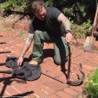 Serpente marrone non si fa catturare la lotta col cacciatore2