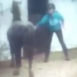 Calci e frustate al pony che non si ammaestrare VIDEO choc4