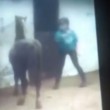 Calci e frustate al pony che non si ammaestrare VIDEO choc5