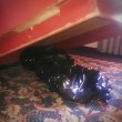 FOTO cadavere sotto al letto clienti hotel ci dormivano senza saperlo