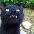 Gatto-vampiro, si chiama Sergio: i suoi canini sono lunghissimi10