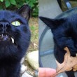 Gatto-vampiro, si chiama Sergio: i suoi canini sono lunghissimi8