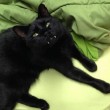 Gatto-vampiro, si chiama Sergio: i suoi canini sono lunghissimi7