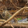 Giaguaro uccide caimano schiacciandogli il cranio6