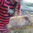 Gigantesco ragno cacciatore avvistato in una fattoria australiana3
