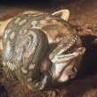 Pitone soffoca volpe in Australia 2